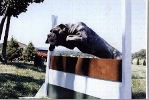 Action shot - A black Lakota Mastino dog is jumping over top of an agility obstacle