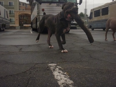 A grey with white Lakota Mastino is walking across a parking lot and it has a large tree trunk in its mouth. There is a bus, a couple of campers and buildings behind it.