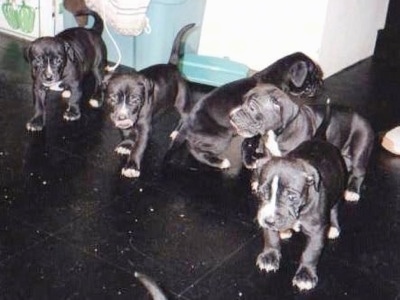 A litter of black with white Lakota Mastino puppies are standing on a black tiled floor