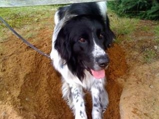 View from the front - A happy looking black and white Landseer is laying in a hole that it has dug. Its mouth is open and tongue is out.