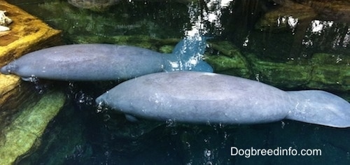 Two Manatees are swimming together in a body of water. They are swimming towards a rock.