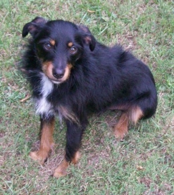 A black and tan with white Mini Australian Shepterrier mix breed dog is sitting in grass and looking up. Its hair is longer on its body and shorter on its head.