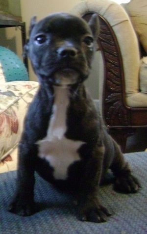 A smooth-coated black with white Miniature French Schnauzer puppy is sitting on top of a blue ottoman and looking forward. There is a tan couch behind it. The dog has a round head.