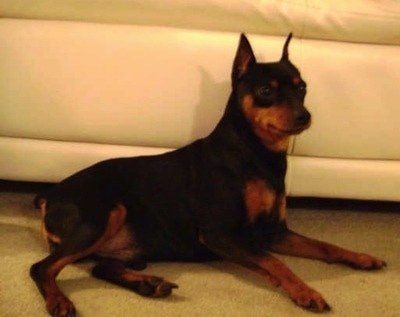 A perk-eared cropped black and tan Miniature Pinscher is laying next to a tan leather couch.