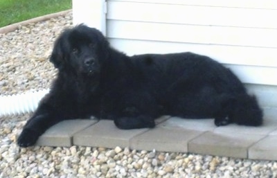 Side view - A large breed, black Newfoundland dog is laying on a concrete walkway next to a white house.