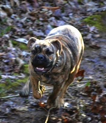 Front view action shot - A tan brindle Olde English Bulldogge is running towards the camera across a muddy ground with fallen leaves around it. The dog's front paw is in the air and its mouth is open showing its white teeth.