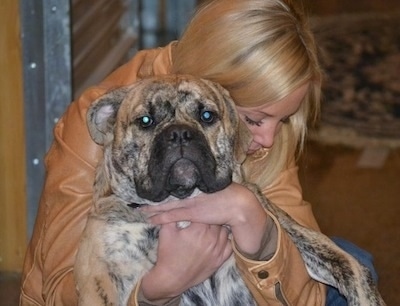 A tan brindle with white Olde English Bulldogge is in the arms of a lady with blonde hair who is holding the dog up in the air belly out. The lady is looking down at the dog's paw and the dog is facing the camera.