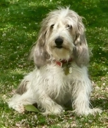 Basset Griffon Vendeen