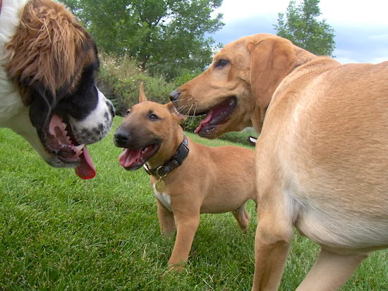 A brown with white English Bull Terrier is huddled together in a field next to a brown with white Labrador and face to face with a Saint Bernard. All of there mouths are open and tongues are out