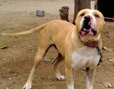 Front side view - A tan with white Pakistani Bull Dog is standing in dirt and it is looking forward. Its mouth is open and it is activly barking. It has pink spots on its nose and bottom lip. Its tail is level with its back.