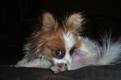 Close up front view - A perk-eared, white with red Paperanian dog is laying down on a bed. Its head is turned to the left with its snout burried behind its paw and it is looking forward.