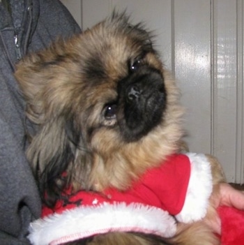 A tan with black and white Pekingese puppy is laying in the arms of a person wearing a santa clause jacket.