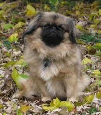 Front view - A tan with black and white Pekingese is sitting in grass that is covered in green and brown fallen leaves looking forward with its head tilted to the right.