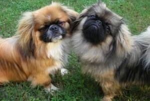 Upper body shots - Two Pekingese are standing with their chests facing each other on grass with their heads touching. They are both turned to look at the camera.