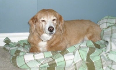A graying, red with white Pembroke Cocker Corgi dog is laying on a green and white checkered blanket in front of a blue wall looking forward. Its eyes are closed.