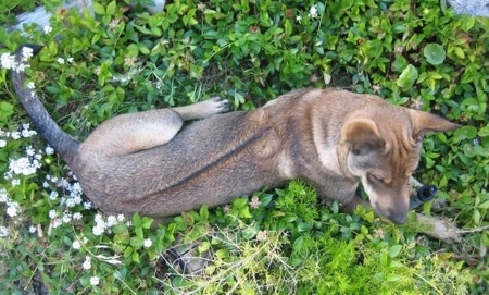 View from the top looking down at the dog - The back of a tan with brown and black Phu Quoc Ridgeback dog clearly showing the darker ridge down its back laying in green weeds.