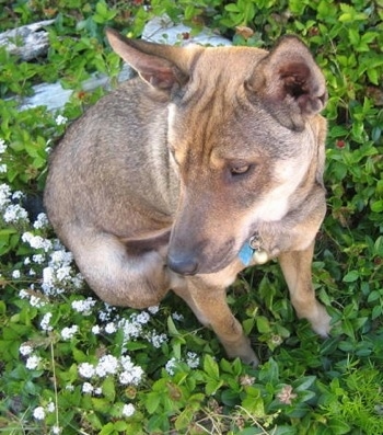 View from the top looking down at the dog - A perk-eared, tan with brown and black Phu Quoc Ridgeback is sitting in green and white weeds looking to the left. It has wrinkles on its forehead.