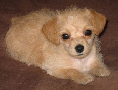Front side view - A tan Pinny-Poo puppy is laying on a brown surface and it is looking forward. Its head is slightly tilted to the left.