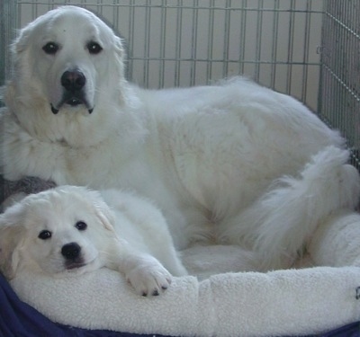 An adult Polish Tatra Sheepdog with a puppy. They are laying on a dog bed inside of a large crate.