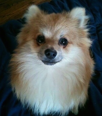 Close up front view - A brown with white Pomeranian is sitting on a bed and it is looking up.