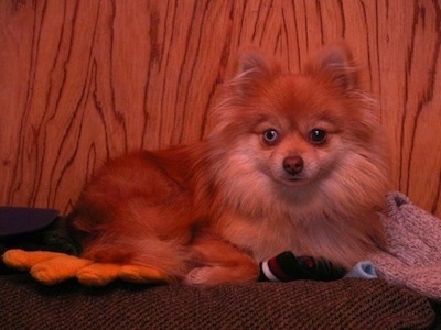 Front side view - A brown with white Pomeranian is laying on a surface and it is looking forward. One of its eyes is blue.
