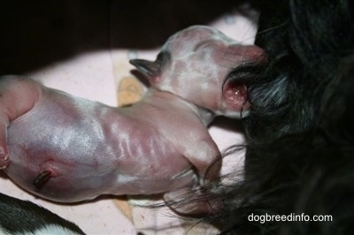 Close Up - Preemie Puppy