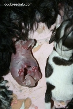 Premature puppy with his healthy littermate sister