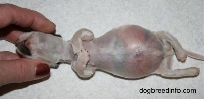 Close Up - Deceased Puppy