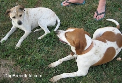 Two Dogs are laying together in a grass yard and behind them is a persons feet.