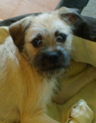 Side view - A tan with black Pug-Coton dog is laying on a dog bed looking over at the camera. Its coat has a soft-scruffy look to it.