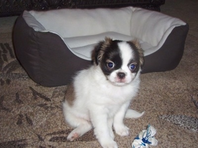 A white with black and tan Pug-Zu puppy is sitting on a carpet and it is looking forward. There is a dog bed behind it. The pup has a round head and round eyes and its coat is fuzzy.