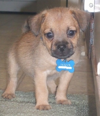 Close up view from the front - A tan Pugwich puppy is standing on a mat in front of a door looking forward.