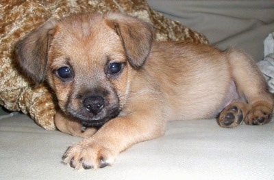 Close up side view - A tan with black Pugwich puppy is laying across a bed in front of a tan and brown pillow.