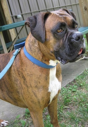 Close Up - The front right side of a brown brindle with white Boxer that is standing outside and it is looking to the right.