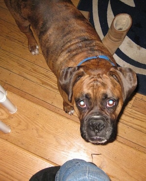 Close Up - Top down view of a brown brindle Boxer that i standing on the hardwood floor with a Penn State rug under him. It is also looking up.