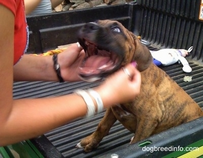 Close up side view - A brindle Boxer puppy that is sitting in a truck bed is biting at a person who is petting its ears. The dog's mouth is wide open.
