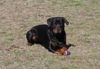Front side view - A black with brown Rottweiler is laying in grass and it is looking forward. In front of it is a purple ball toy.