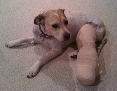 Maggie the Pit Bull mix is laying on a tan carpet with a cast on her back left leg