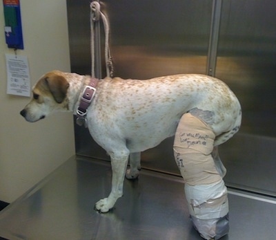 Maggie the Pit Bull mix is standing on a metal table at the vets office with a large cast on her leg
