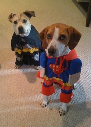 Darley the Beagle mix and Maggie the Pit Bull mix wearing costumes. Maggie's costume is batman and Darley's costume is Superman