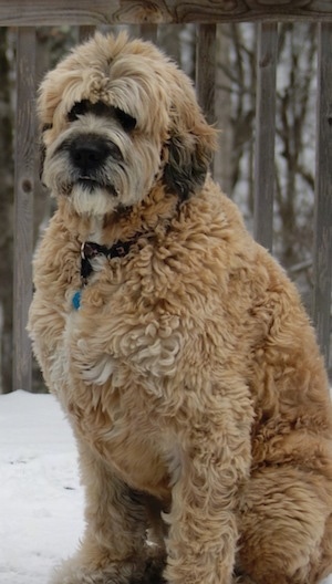 Front side view - A very large, tall, thick coated, tan with black Saint Berdoodle dog  is sitting in snow on a wooden deck looking to the left.