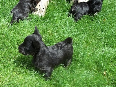 A shiny coated, black Scorkie puppy is standing in grass and it is looking to the left. There are other Scorkie puppies standing behind it.