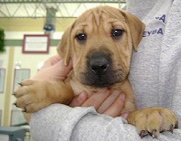 Front view - A small tan Sharp Eagle puppy is laying in the arms of a person in a grey sweater.