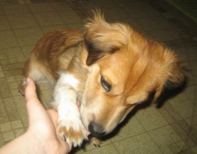 Close up view from the top looking down at the dog - A red and white with black Sheltie Tzu dog is standing on a tan tiled floor jumped up and placing its paw in the hand of a person in front of it.