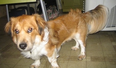A shortlegged, red and white with black Sheltie Tzu dog is standing on a tiled floor and it is looking up. It has long fringe hair on its tail, belly, chest and ears.