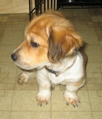 Front view - A shortlegged, low to the ground, red and white with black Sheltie Tzu is sitting on a tiled floor and it is looking to the left.