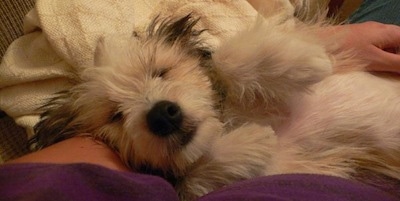 Close up - A tan, black and white Sheltie Tzu puppy is laying on its back, belly up and it is facing forward. The puppy is laying in the arm of a person laying next to it.