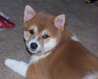 Upper body shot - A brown with white fluffy looking Shiba Inu puppy is laying on a tan carpet. It is looking up and back.
