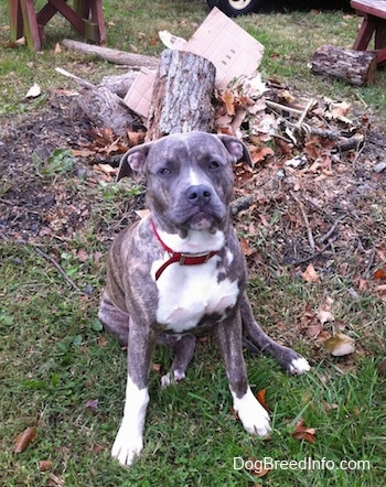 A blue-nose brindle Pit Bull Terrier puppy is sitting in grass in front of a pile of trees and logs.