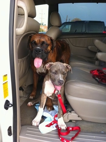 A blue-nose brindle Pit Bull Terrier puppy and a brown brindle Boxer are looking out the open sliding door of a Toyota Sienna minivan and they are both panting.